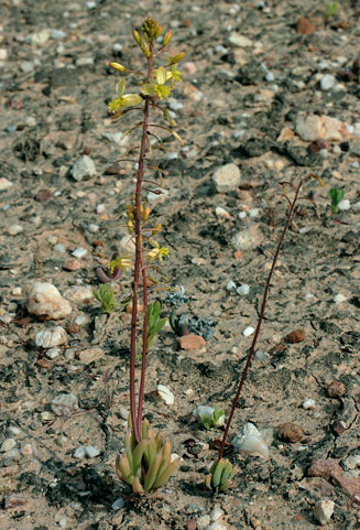 Bulbine sedifolia 