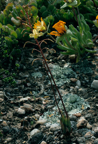 Bulbine sedifolia 