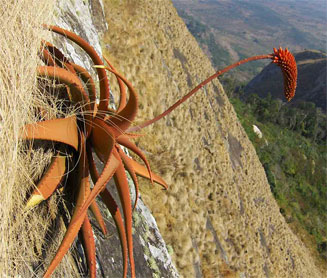 Aloe decurva