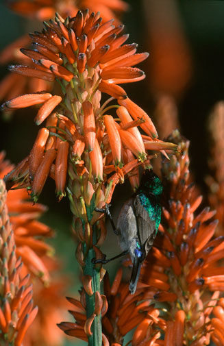Aloe arborescens