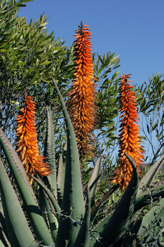 Aloe africana