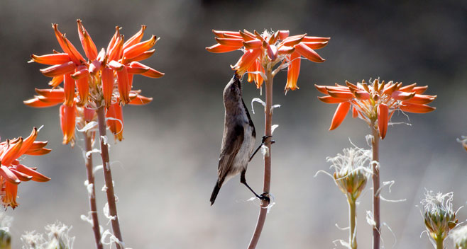 Aloe hereroensis
