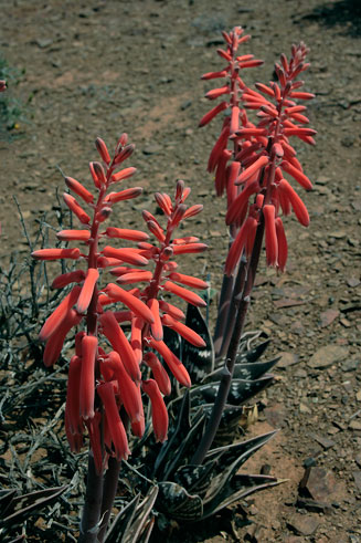 Aloe variegata