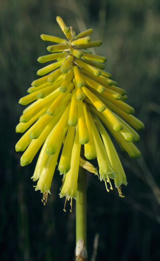Kniphofia citrina 