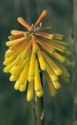 Kniphofia citrina 