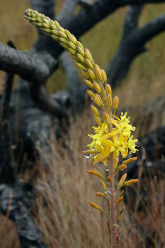 Bulbine cepacea 