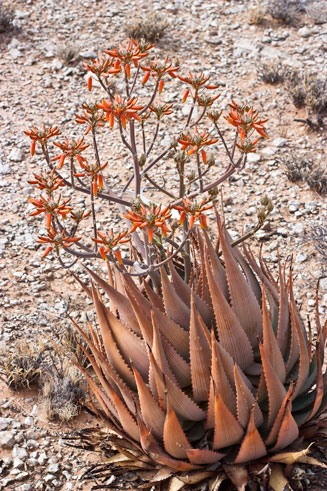 Aloe hereroensis
