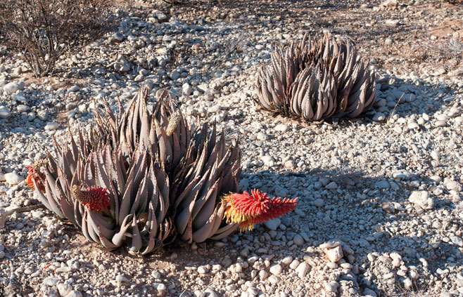 Aloe asperifolia