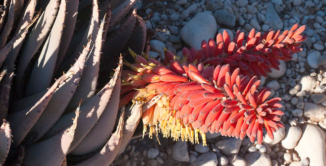Aloe asperifolia