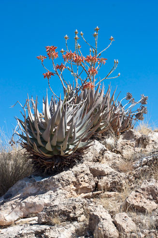 Aloe hereroensis