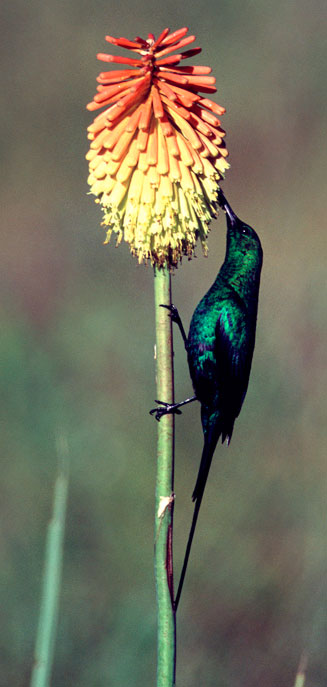 Kniphofia fluviatilis