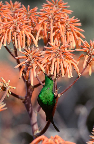 Aloe arenicola