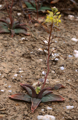 Bulbine fallax