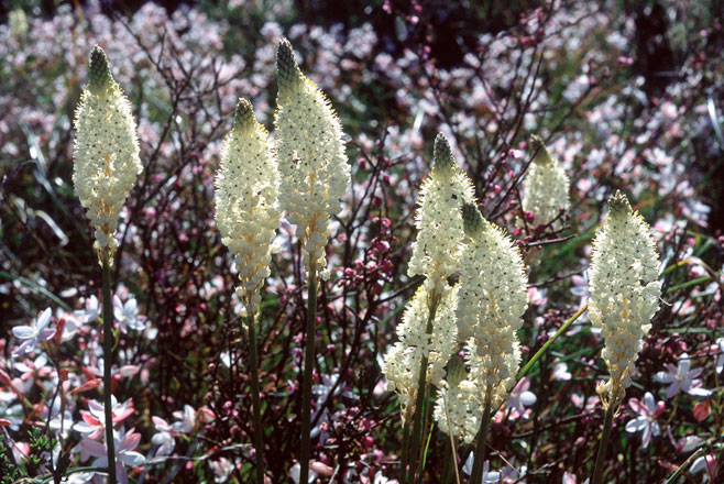 Bulbinella eburniflora