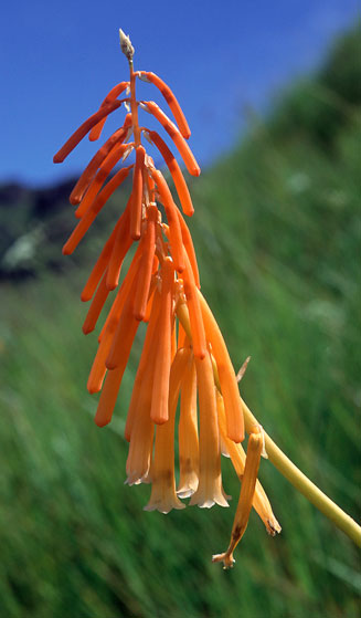 Kniphofia evansii