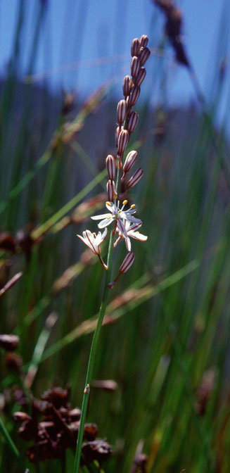 Trachyandra esterhuysenae