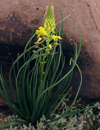 Bulbine abyssinica