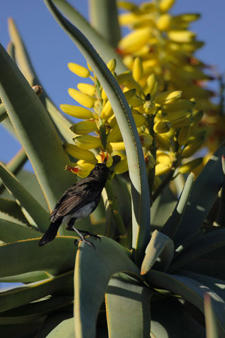 Aloe dichotoma (Kokerboom, Quiver tree)