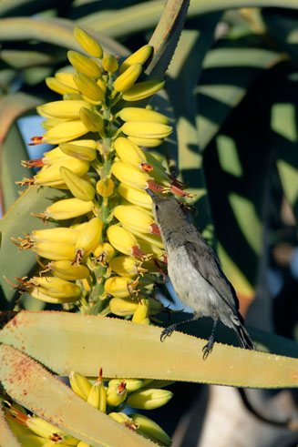 Aloe dichotoma (Kokerboom, Quiver tree)