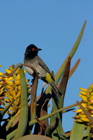 Aloe dichotoma (Kokerboom, Quiver tree)