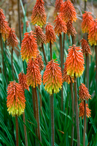 Kniphofia uvaria