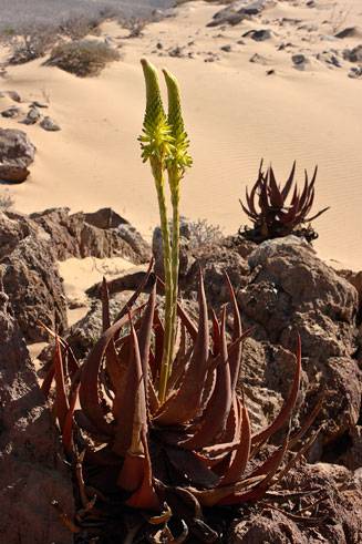 Aloe gariepensis 