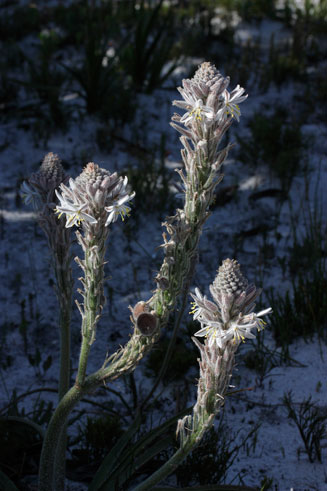 Trachyandra hirsutiflora 