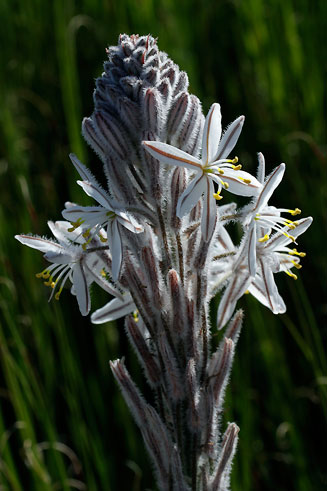 Trachyandra hirsutiflora 