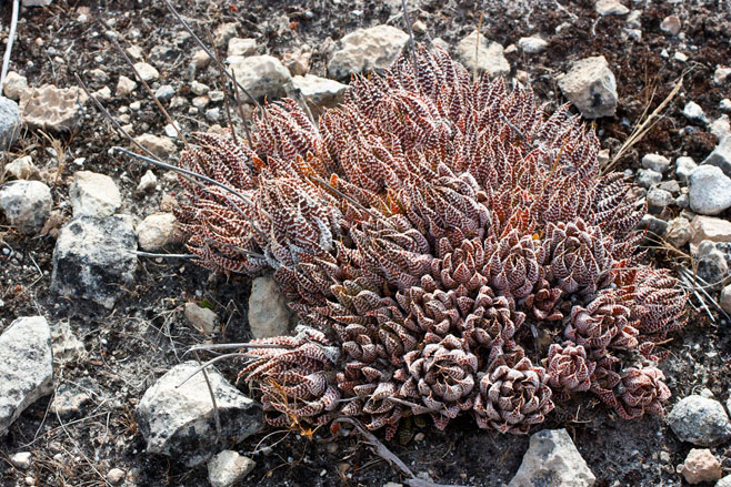 Haworthia minima