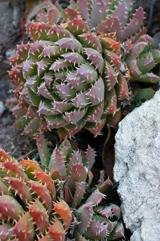 Aloe brevifolia