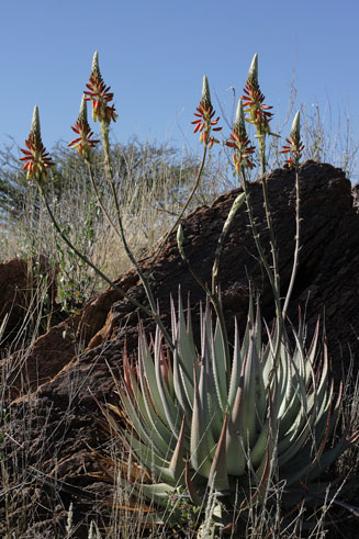Aloe gariepensis 