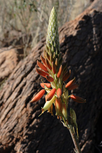 Aloe gariepensis 