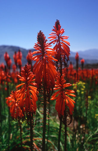 Kniphofia tabularis