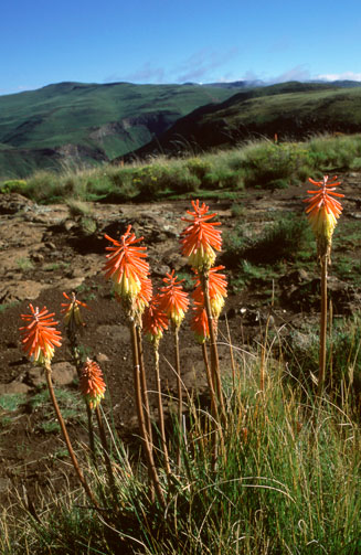 Kniphofia linearifolia