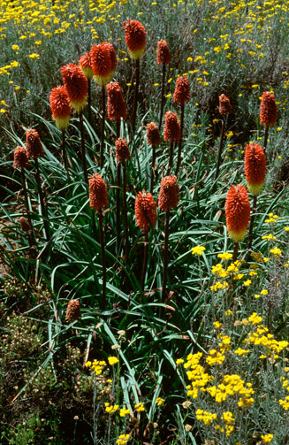 Kniphofia caulescens