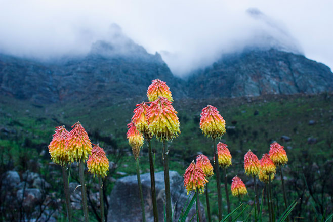 Kniphofia uvaria