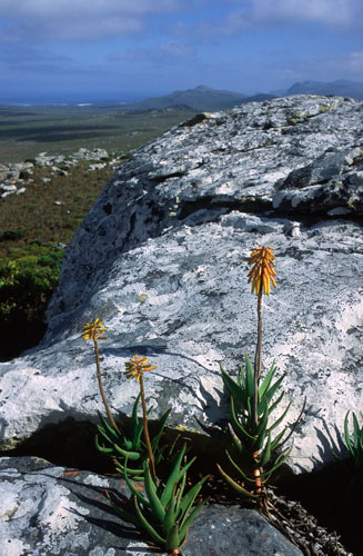 Aloe commixta