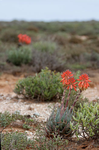 Aloe krapohliana 
