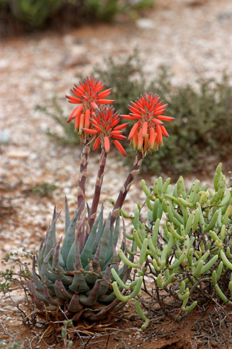 Aloe krapohliana 