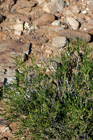 Bulbine triebneri