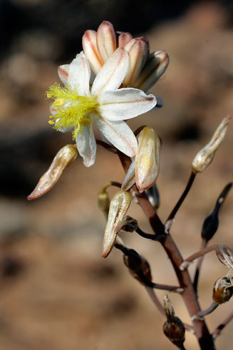 Bulbine triebneri