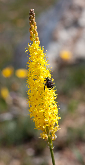 Bulbinella punctulata 