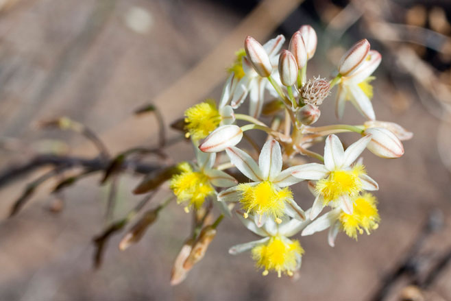 Bulbine triebneri