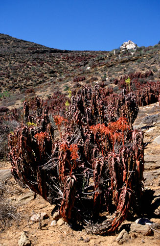 Aloe pearsonii