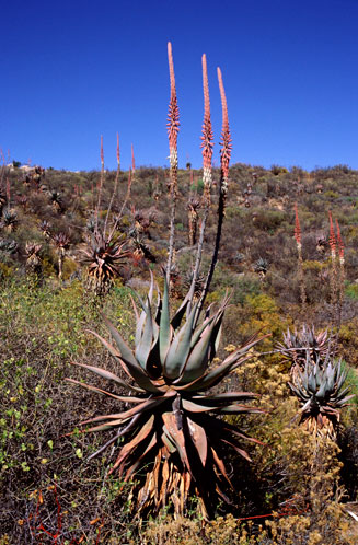 Aloe comosa