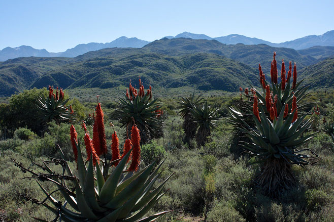 Aloe ferox 
