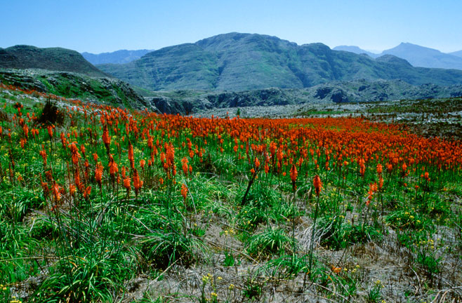 Kniphofia tabularis