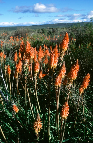 Kniphofia sarmentosa