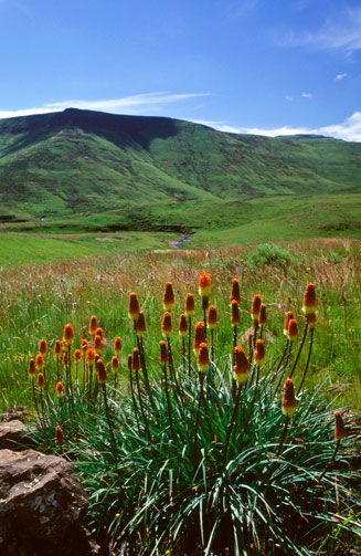 Kniphofia caulescens