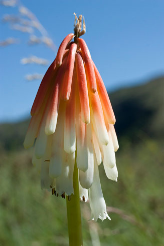 Kniphofia thodei